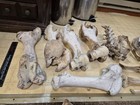 Various Animal Bones Large Lot — photo 4
