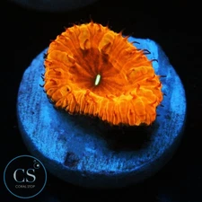 CS FLAMETHROWER BLASTO - WYSIWYG LIVE CORAL