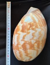 Conchiglia marina - Melo Umbilicatus 22 cm circa