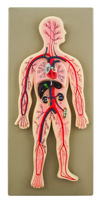 Labs Human Circulatory System Model, Hand Painted