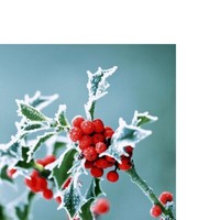 20 Kleine Cocktailservietten Frosty Holly Stechpalme Frostig Winter Deko 24X24Cm