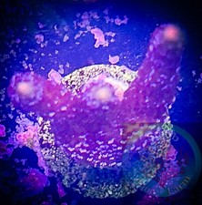 SAF WYSIWYG German Blue Montipora Digitata, Monti, Acro, SPS