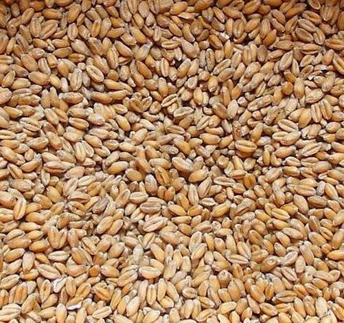 Weizen 25 kg Futterweizen Hühnerfutter eBay