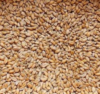 Weizen 25 Kg Futterweizen