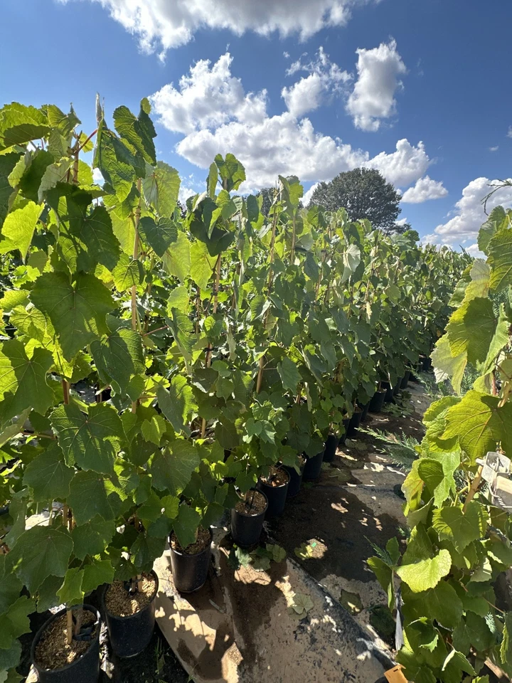 Pianta di uva, vitis vinifera, in vaso. Varietà a scelta. Età 2 anni, 120-150cm - Immagine 2 di 4