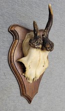 Jagdtrophäe Geweih Rehbock 4-5 Jahre Trophäenschild Mutation abnorm 1968 ALT