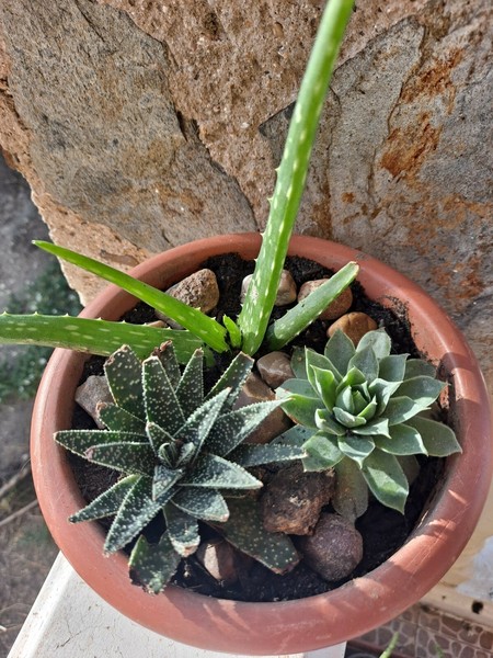 3 Plantas: Suculenta Aloe aristata - Planta  Antorcha, Sanseviera Y Aloe Vera.