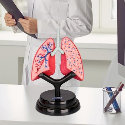 Respiratory System Model Human Lung Model for Kids for Spatial Awareness
