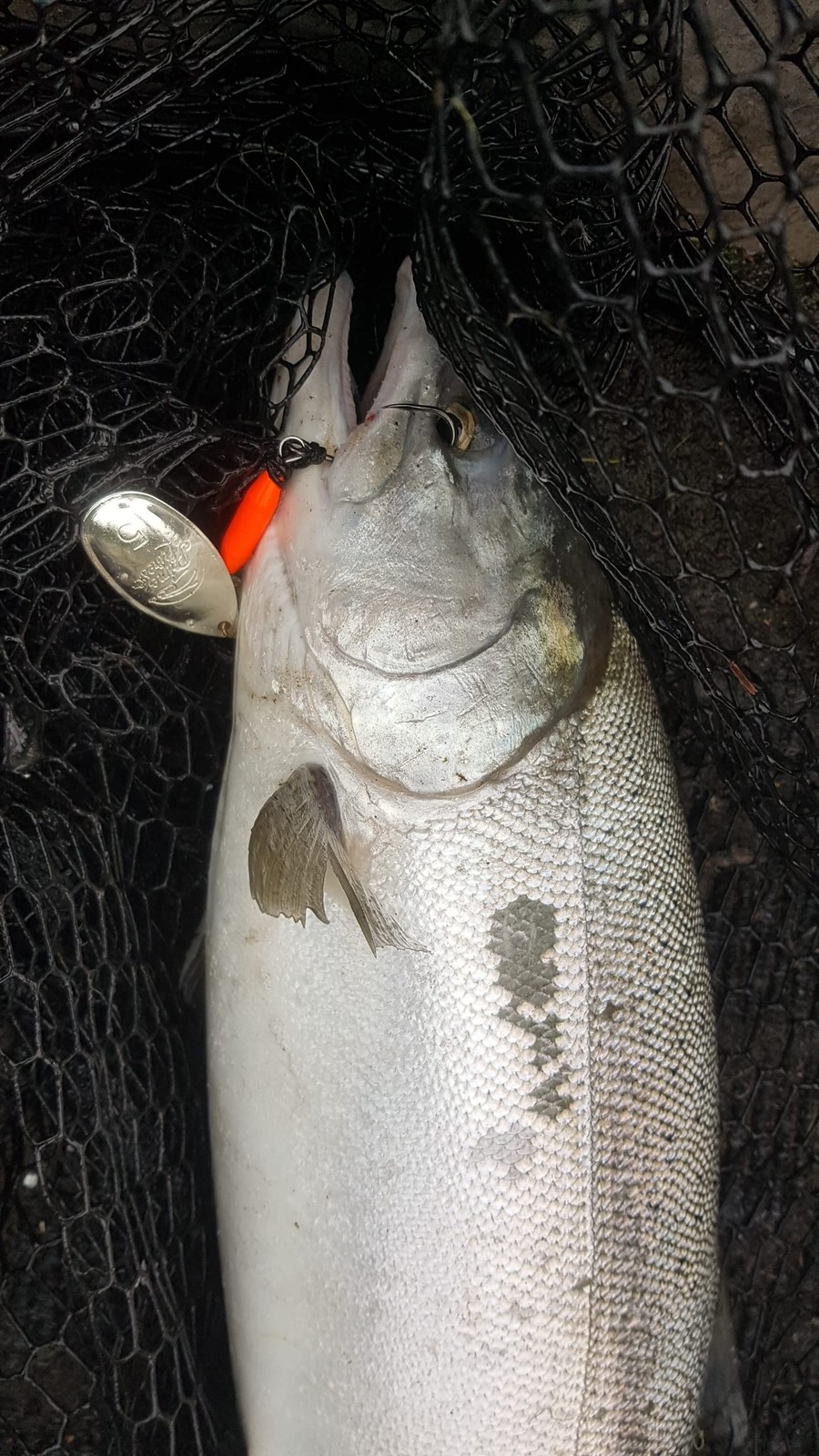 Lures Weighted Fishing Spinners Real Silver (Orange, Silver, Chartreuse, Blue... - Image 3