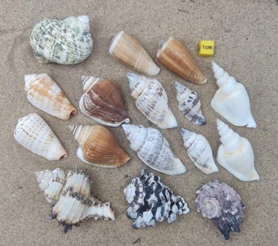 Shells For Hermit Crabs Natural Seashells Hermit Crab Shells Homes Various Sizes