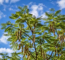 Anadenanthera peregrina SEEDS - Yopo | Cohoba