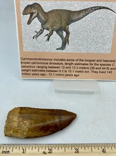 Tyrannosaurus T REX 3” African Carcharodontosaurus REAL F0SSIL R3