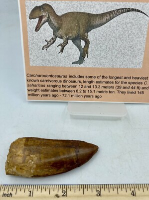 Tyrannosaurus T REX 3  African Carcharodontosaurus REAL F0SSIL R3