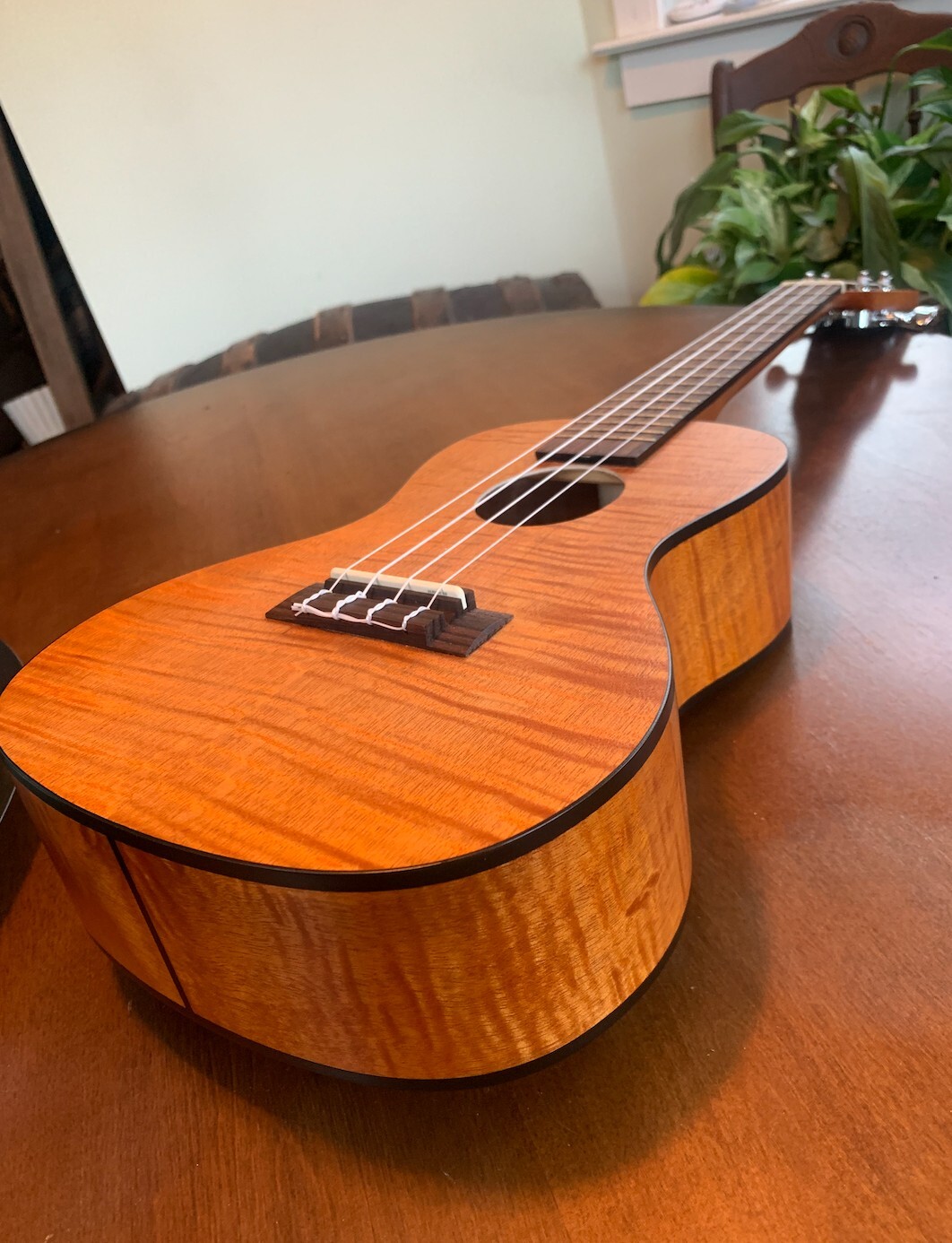 KALA KACEM Mahogany Concert Ukulele with case 812040012000 eBay