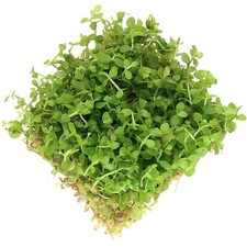 Micranthemum monte carlo Live Aquarium Plants Tropical Aquascaping Tank K2AQUA