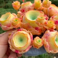 500 Succulent Seeds - Peach Mountain Rose - Greenovia dodrentalis