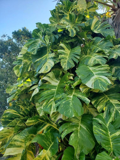 Golden Queen Hawaiian Pothos Vine Cutting - Rare GIANT Variegated  Fenestrated | eBay
