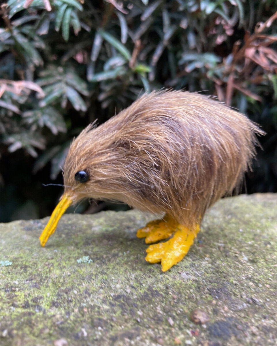 Kiwi's geboren: een teken van veerkracht | NPO Radio 1