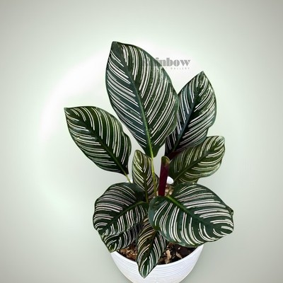 Calathea Ornata Ornamental Plant