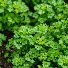 Chervil Curled Seeds, French Parsley, Non-GMO, Easy to Grow, Free Shipping