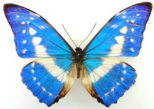 MORPHO CYPRIS SCHAUSI F. ALBOPUNCTATA FROM GALILEA, NICOYA PENINSULA, COSTA RICA