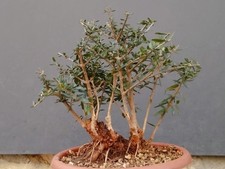 Bonsai Olivastro 26x13cm In Vaso Spedizione Gratuita Pianta Albero Nebari Ottimo
