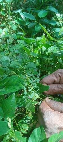 Chanca Piedra Niruri Phyllanthus debilis Hojas enteras Protección del hígado - Imagen 5 de 5