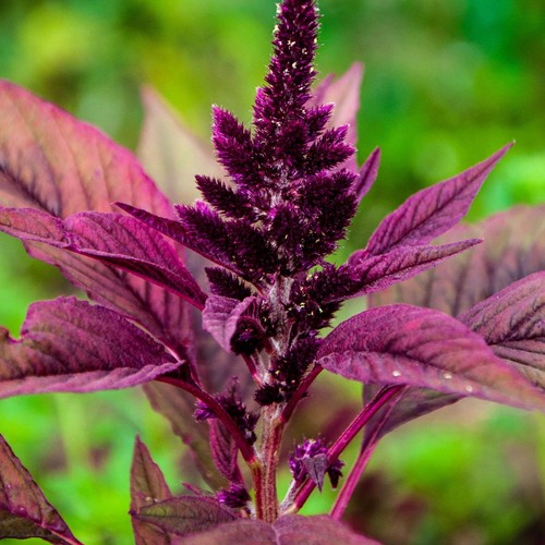 Red Amaranth - Seeds - Organic - Non Gmo - Heirloom Seeds – Flower Seeds