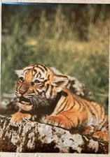 Tiger Cub 1978 Poster Pro Arts Medina Ohio