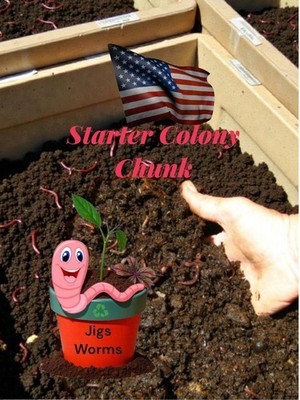 (JIGS) #1 Red Wigglers Mix Worm BED CHUNK - Free Shipping! No Manure!