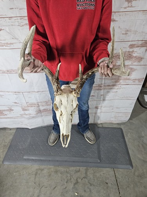 #ad #ad Wild 9 Point Whitetail Deer Antler Rack Horn Skull European Mount Man Cave 112quot; $99.00