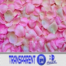 500 FLOWER PETALS TRANSPARENT PNG FILES PHOTOSHOP OVERLAYS BACKGROUND BACKDROP