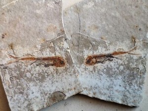 A unique collection of authentic fish fossils xl032