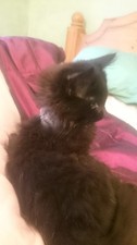 ألعاب GIOCATTOLO MIAOW