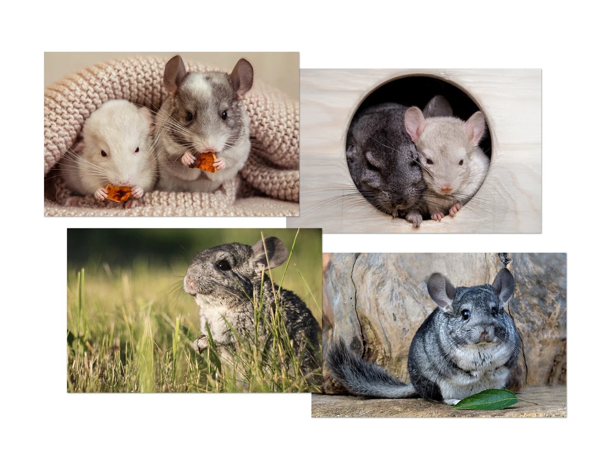 Chinchilla pen cheap
