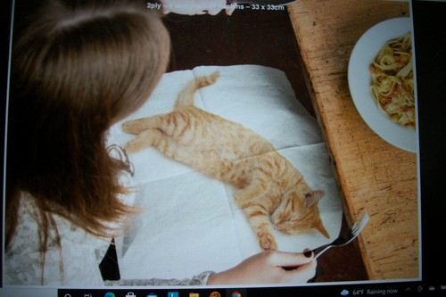 CAT PARTY NAPKINS Pack of 24 / 4 Different Designs 13" x 13" REALISTIC KITTIES - Picture 7 of 10