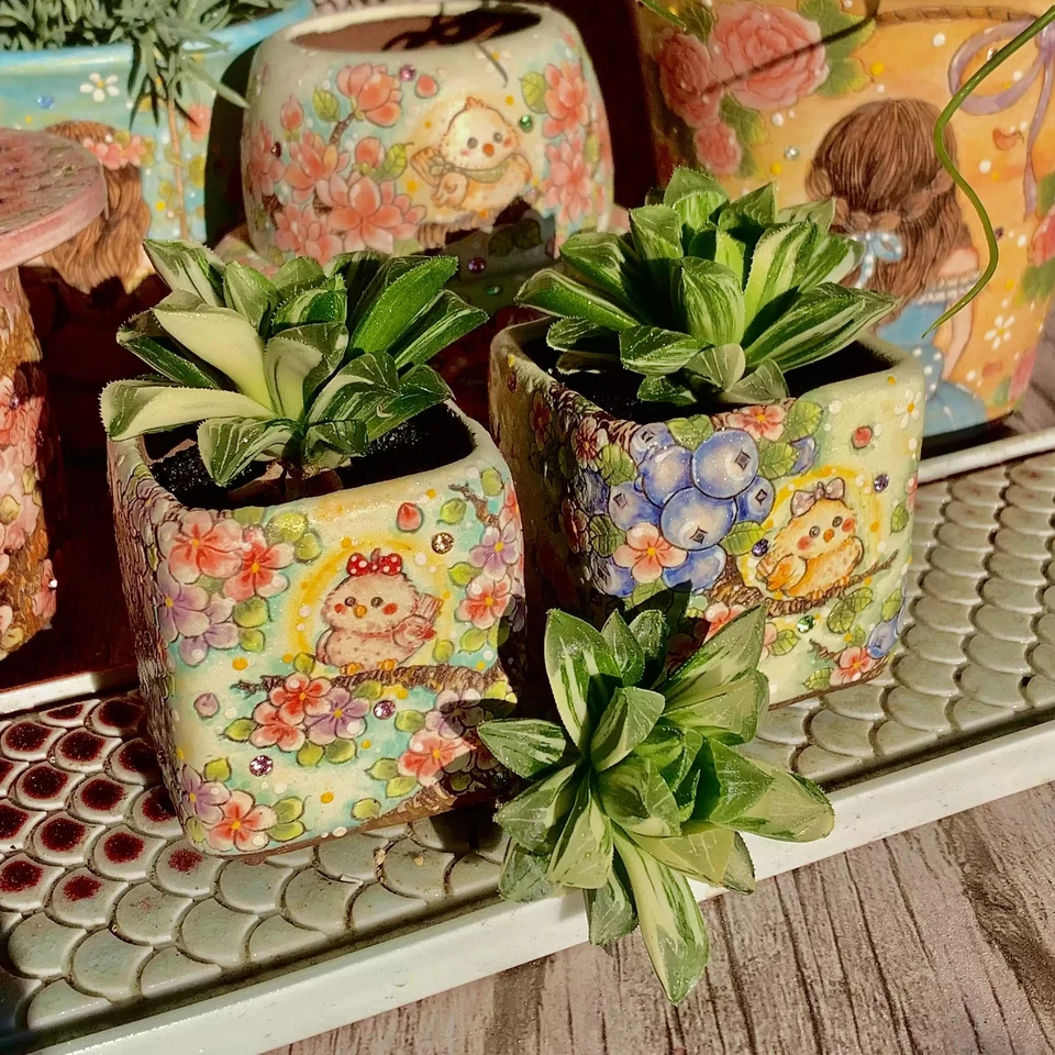 Rare Haworthia heidelbergensis Live Succulent Bare Root Indoor Home Decor Gift - Image 3 of 4