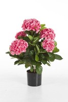 Artplants Deko Hortensie Haruka,Rosa, Getopft, 55Cm, Ø 35Cm