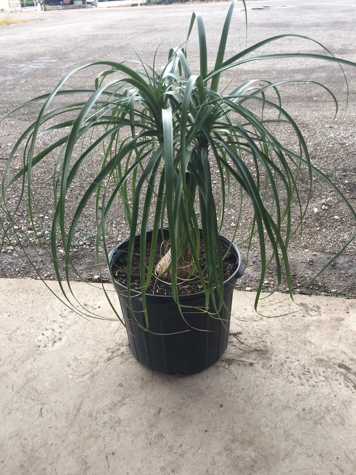 Ponytail Palm Beaucarnea Recurvata Elephants Foot In A 14”pot. Many Choices 3’+ - Image 4 of 4