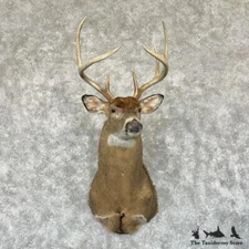 #29171 N | Whitetail Deer Taxidermy Shoulder Mount For Sale