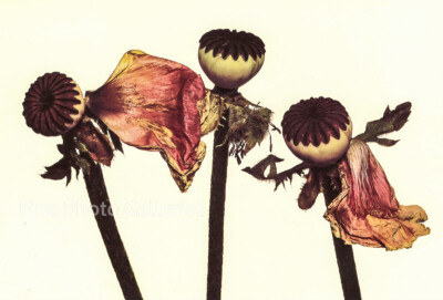 1968/91 Vintage IRVING PENN Wilted Oriental Poppy Dying Flowers