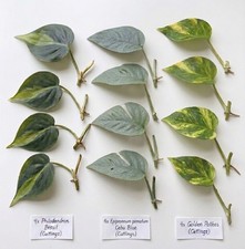 12 Plant Cuttings | 4x Philodendron Brasil, 4x Cebu Blue, and 4x Golden Pothos