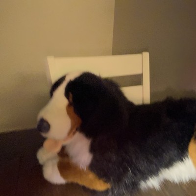 E & J Prima Bernese Mountain Dog Plush Jumbo Stuffed Animal Realistic