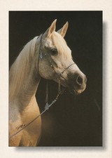 Arabian mare, Magda, foreign horse postcard