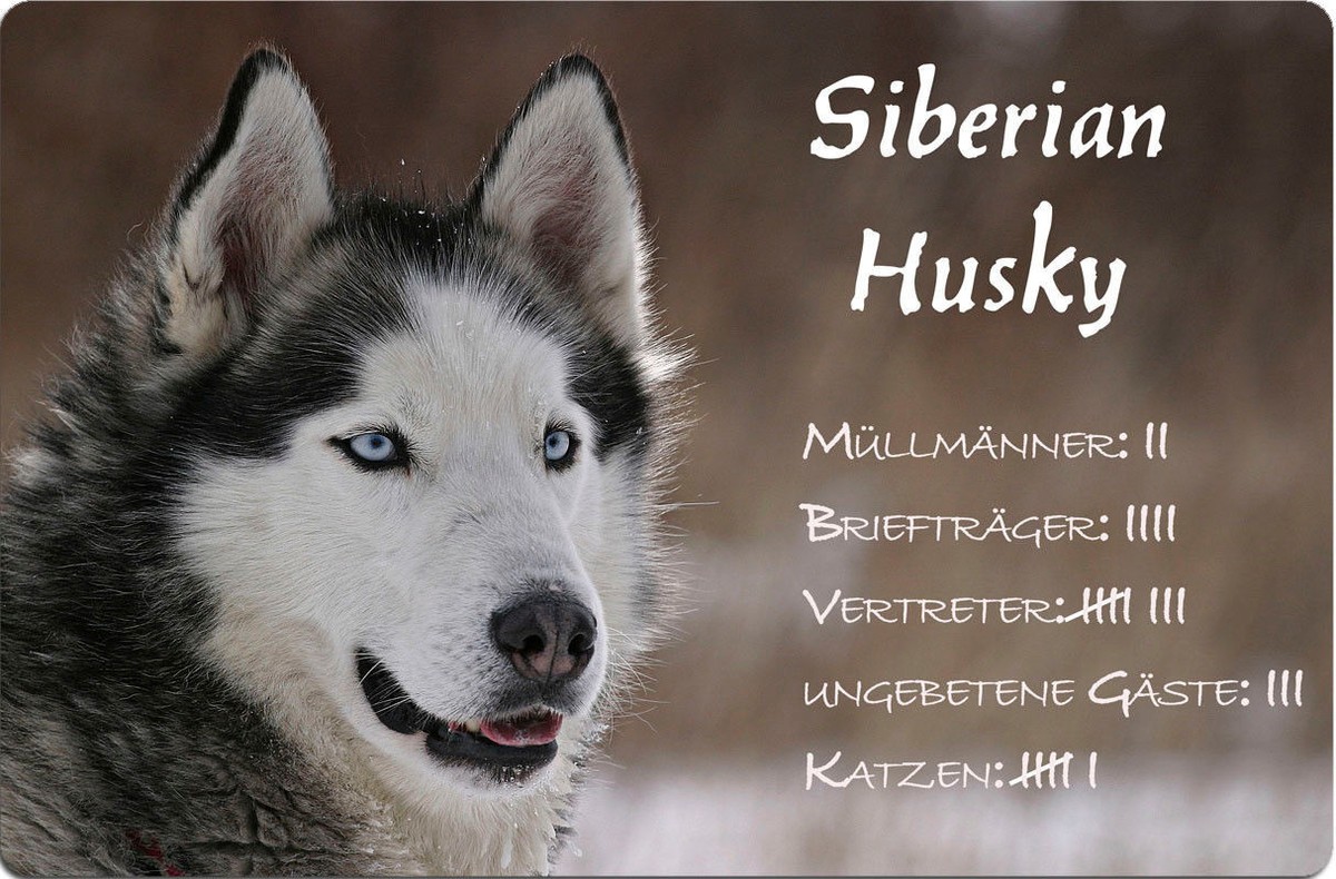 SIBERIAN Husky Warnschild – Metallschild 30,5 X 20 Cm | SBH 22 T1