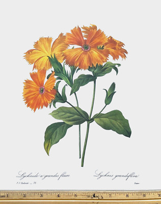 Redoute Flowers #75 LYCHNIS GRANDIFLORA BOTANICAL ART BK Plate SUPERB PRINT L@@K