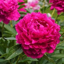 Peony Pink Scented Bulbs Cut Flower Garden Perennial Bees "Karl Rosenfield"