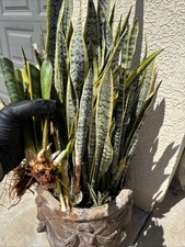 Snake Plant Sanseveria Live Plant Same Plants As In Pictures