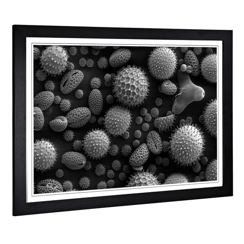 Flower Microscopic Pollen Wall Art Print Framed Canvas Picture Poster Decor - Picture 2 of 7