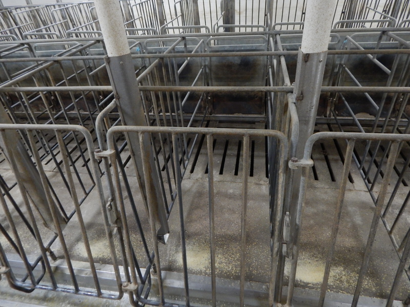 Sow Gestation Stalls